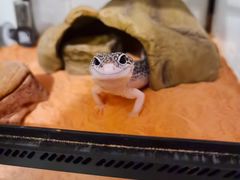 -酷以爬仙阁实体爬宠店·守宫·蜥蜴·专业繁育