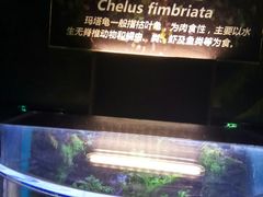 -萌宠奇缘