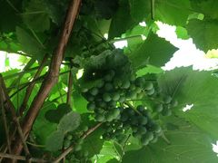 -柳沟豆腐宴义豆堂24号农家院