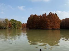 -上海海湾国家森林公园