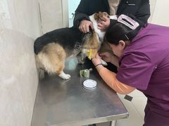 -酷宠动物医院(天通西苑店)