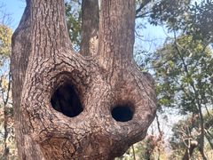 -上海佘山国家森林公园天马山园