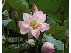 -荔湾湖公园
