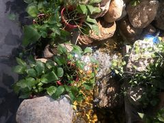 -清真·京华源铜锅涮肉(丰庆店)