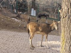 -青藏高原野生动物园