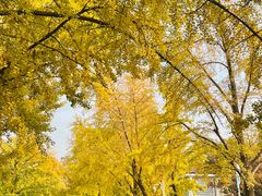 -三里屯东五街银杏大道