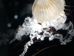 -大阪海游馆