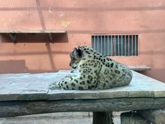 -青藏高原野生动物园