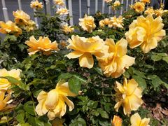 -杨高南路(地铁站)