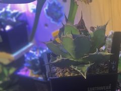 -Rabbit Cafe私房西餐甜点咖啡(栖霞路店)