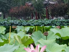 -西海子公园