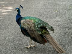 -J Create城市露营咖啡·简餐·宠物(上海动物园店)