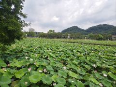 -红山村
