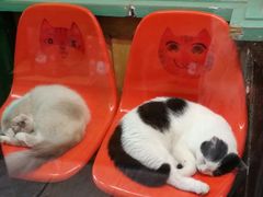 -猫咪博物馆(顶澳仔猫街店)