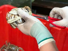 -蟹村草堂·苏式园林人文农家·大闸蟹