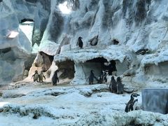 -帝企鹅自助餐厅•儿童岛•真企鹅(长隆企鹅酒店)