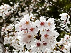 -高东镇樱花园