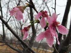 -天适樱花悠乐园