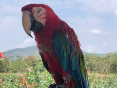 -亚龙湾国际玫瑰谷