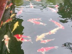 -香麒园·过桥米线·南湖雅宴