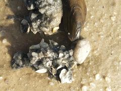 -红树林天天赶海