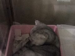 -申普宠物医院·心脏介入·心血管微创(总院)