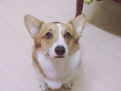 -派美特宠物医院·核磁CT·骨科肿瘤·疑难转诊(沈农禾丰店)