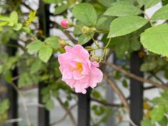 -上海市平和双语学校