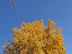 -三里屯东五街银杏大道