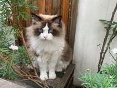 -喵屿·大理花园猫咖