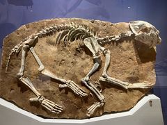 -国家自然博物馆