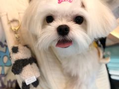-momokira米努特·德文卷毛猫·棉花面纱犬