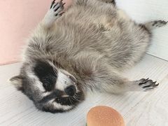 -浣熊柯尔鸭土拨鼠·电玩咖