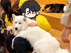 -和它·交个朋友·狗咖猫咖(爱琴海店)