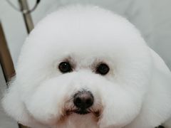 -瑞鹏宠物医院·超声·骨科·奇麟分院(蜀都万达店)