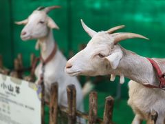 -史努比缤纷世界