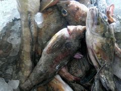 -山东八大碗山东老字号