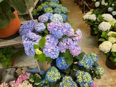 -双季花艺园艺市场(浦东店)