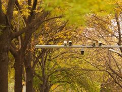 -三里屯东五街银杏大道