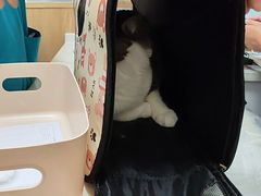 -瑞派宠物医院·24h·骨外科·皮肤科·全科宠物医疗转诊中心(沈阳浑南院)