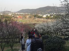 -香雪海