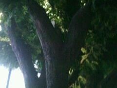 大堂吧的仿真树-上海虹桥西郊假日酒店