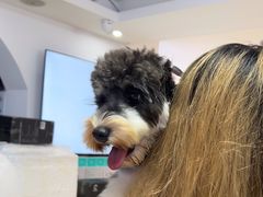 -翊宠yipet猫狗购宠庄园
