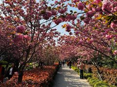 -高东镇樱花园