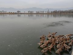 -野鸭湖国家湿地公园