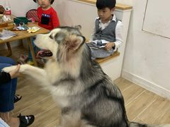 -李小姐の猫咖啡馆(五角场店)