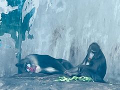 -鄂尔多斯野生动物园