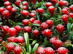 -上海鲜花港