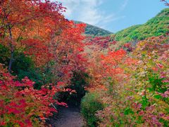 -龙道沟景区