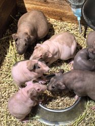 -酷嗒动物文化乐园(cutezoo西溪乐天城店)